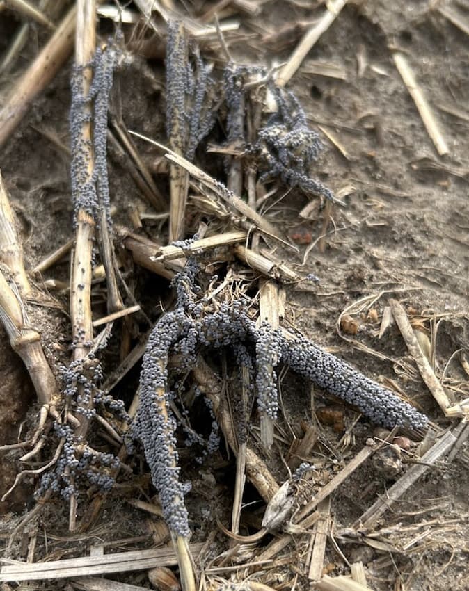 MetaGrow Decomposer product image